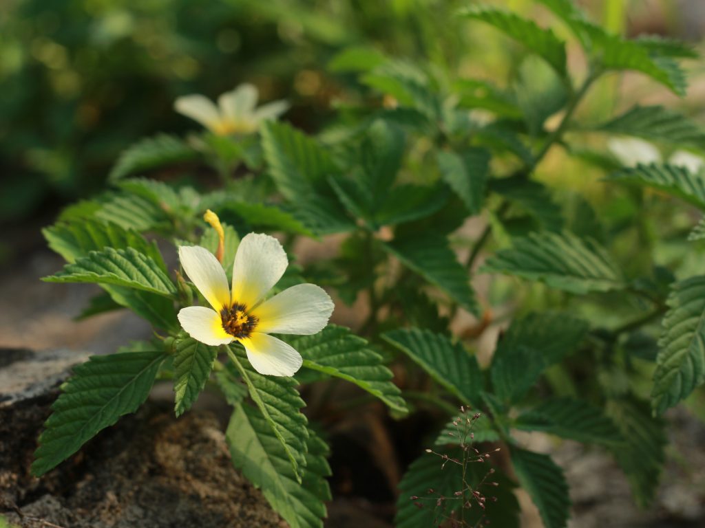 Self Healing Ala Muslimah